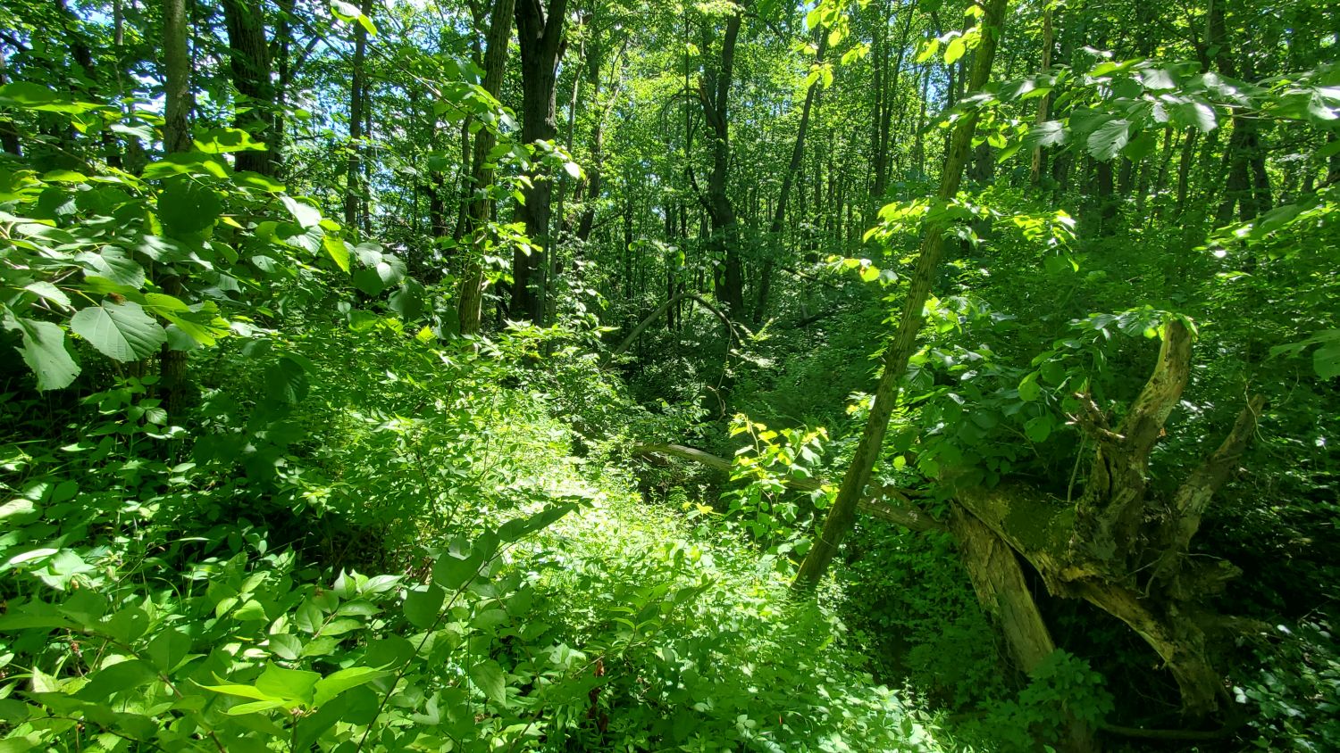 Oak Ridge Forest Preserve 